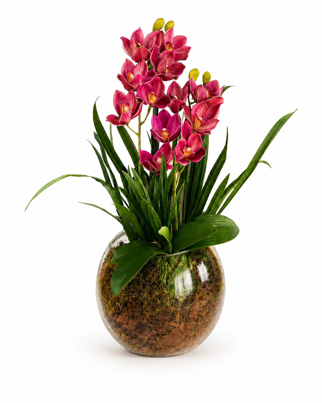 Arranjo de Orquídeas Pink em Vaso de Vidro Redondo com Musgo 5